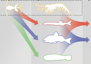 Fisheries Size and Functional Type model (FEISTY) - Home